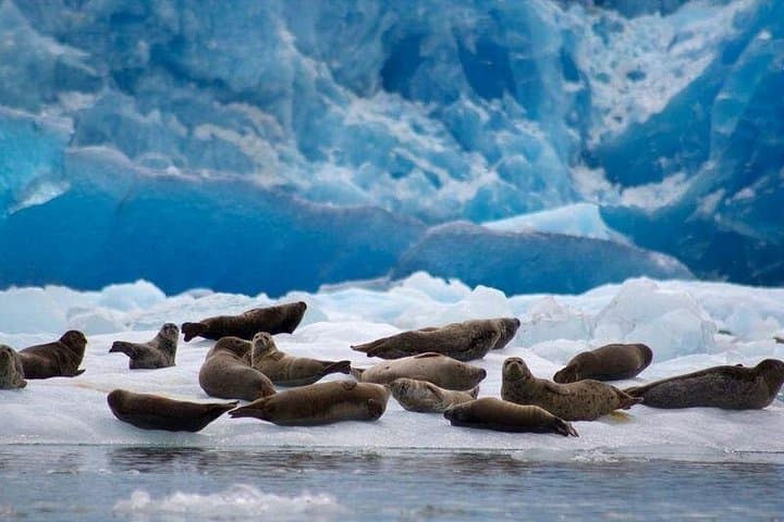 Tracy Arm Fjord Glacier Explorer: Day Cruise from Juneau photo 6