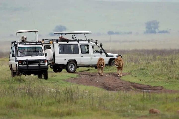 6-Day Luxury Lodge Safari: Serengeti, Ngorongoro & Tarangire photo 3