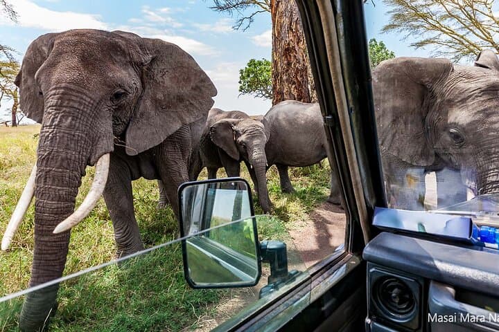 3-Day Maasai Mara Safari at Sopa Lodge: Big Five, Wildebeest Migration & Luxury Game Drives photo 4