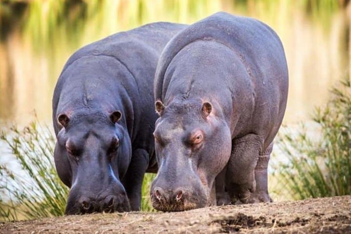 Aquila Game Reserve Sunset Safari from Cape Town — Big Five Day Trip with Lunch photo 4