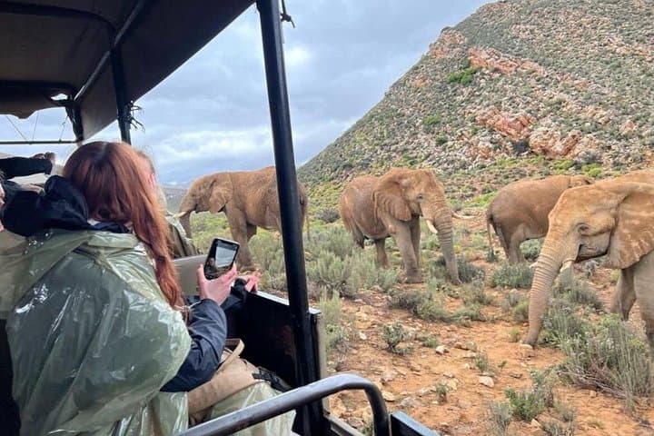 Aquila Game Reserve Sunset Safari from Cape Town — Big Five Day Trip with Lunch photo 1