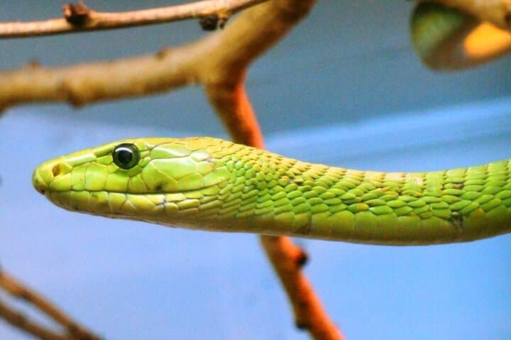 Nairobi Museum, Giraffe Centre & Bead Workshop: Full-Day Cultural and Wildlife Tour photo 3