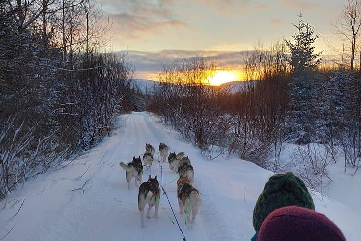 Private Dog Sledding in Akureyri: Woodland Runs and Coastal Views photo 3