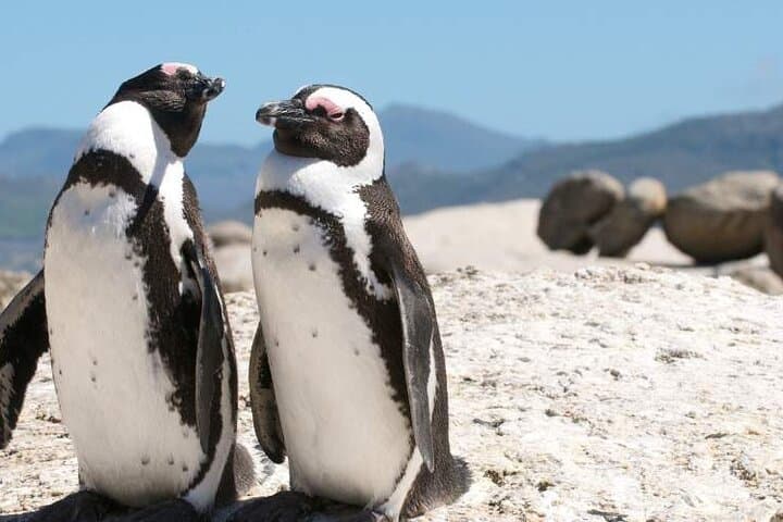 Cape Point & Boulders Beach Tour: Cape of Good Hope Day Trip from Cape Town photo 2