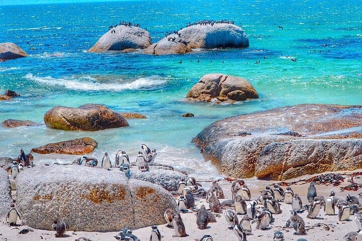 Cape Point & Boulders Beach Tour: Cape of Good Hope Day Trip from Cape Town photo 3