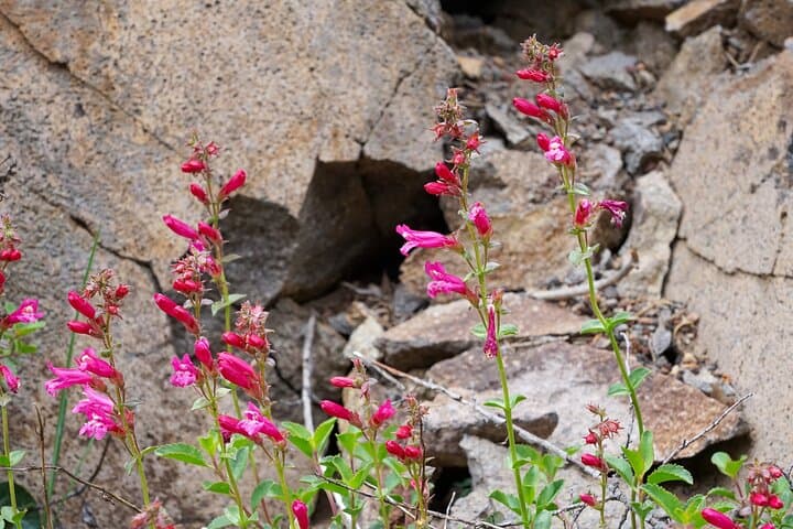 Mount Shasta Guided Tour: Headwaters, Power Spots & Native History photo 4
