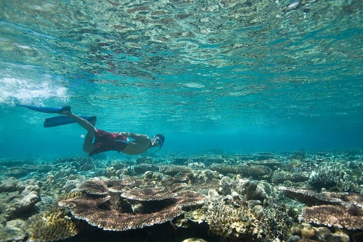 Private Snorkeling in Aqaba Red Sea: Explore Wrecks and Coral Gardens photo 4
