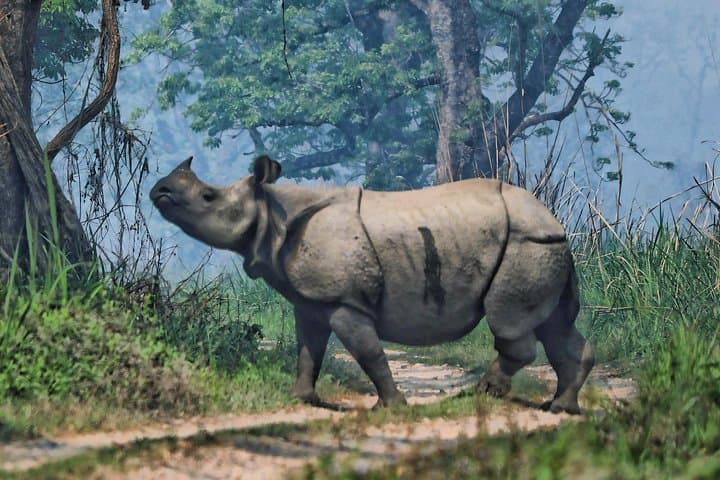 Full-Day Jungle Walk in Chitwan National Park — Tiger Trek & Rhino Viewing photo 5