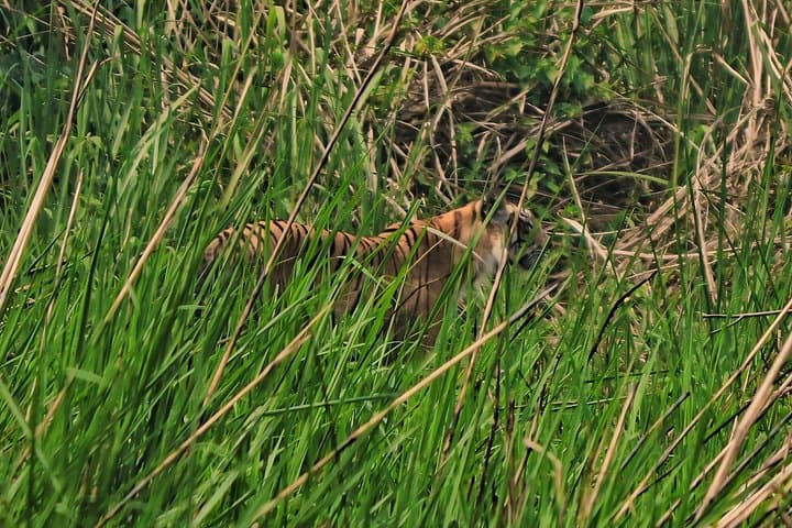Full-Day Jungle Walk in Chitwan National Park — Tiger Trek & Rhino Viewing photo 6