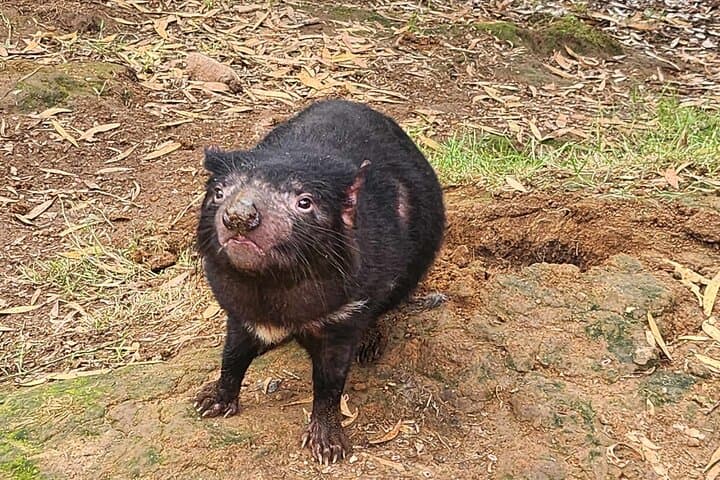 Discovering Tasmania: Burnie Shore Excursion — Emu Valley Gardens & Wings Wildlife Park Day Trip photo 2