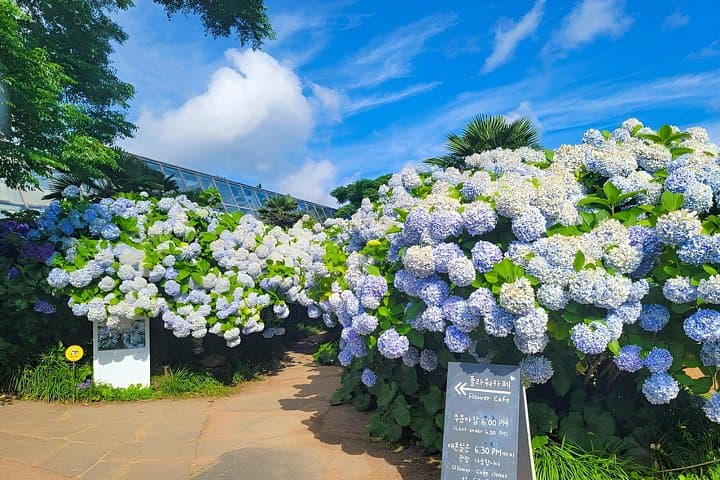 Jeju West & South Hydrangea Festival Tour — Hyeopjae, Hallim Park & O'Sulloc photo 2