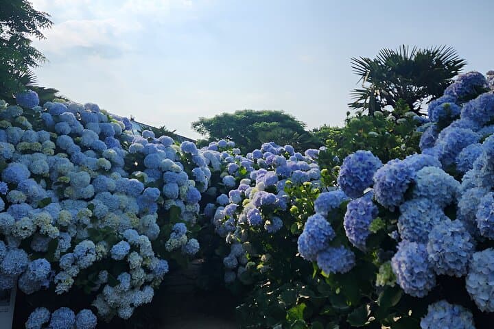 Jeju West & South Hydrangea Festival Tour — Hyeopjae, Hallim Park & O'Sulloc photo 3