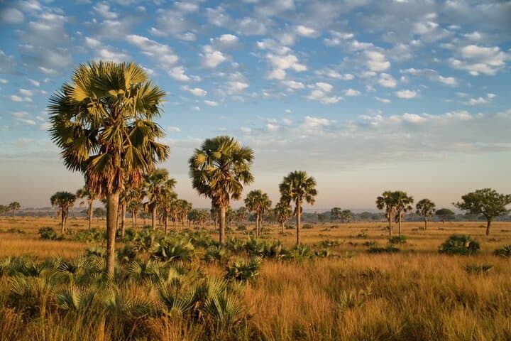7-Day Uganda Safari: Queen Elizabeth, Kibale Chimp Trek & Murchison Falls Rhino Trekking photo 4