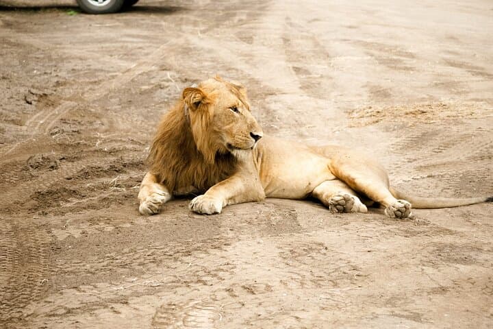 7-Day Uganda Safari: Queen Elizabeth, Kibale Chimp Trek & Murchison Falls Rhino Trekking photo 5