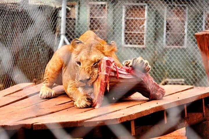 Nairobi Animal Orphanage Half-Day Conservation Tour photo 2