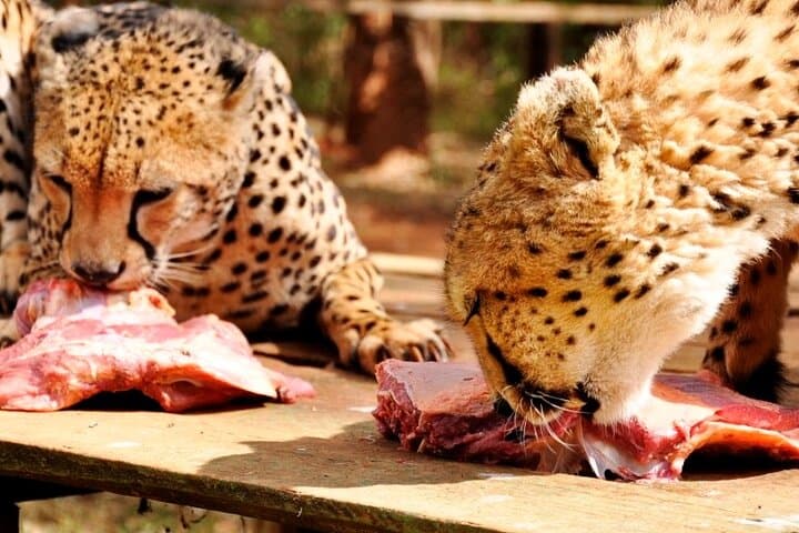 Nairobi Safari Walk, Animal Orphanage & Bomas Cultural Tour — Wildlife and Culture in a Day photo 2