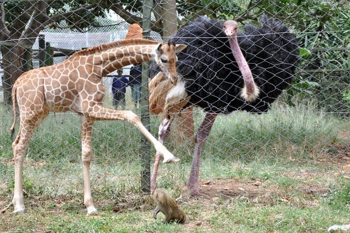 Nairobi Animal Orphanage Half-Day Conservation Tour photo 4