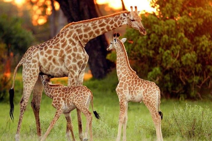 Nairobi Day Tour: Giraffe Center, Karen Blixen Museum & Kazuri Beads photo 4