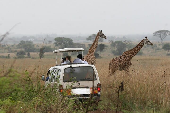 Nairobi National Park Half Day Game Drive: Wildlife Adventure Near Nairobi City photo 6