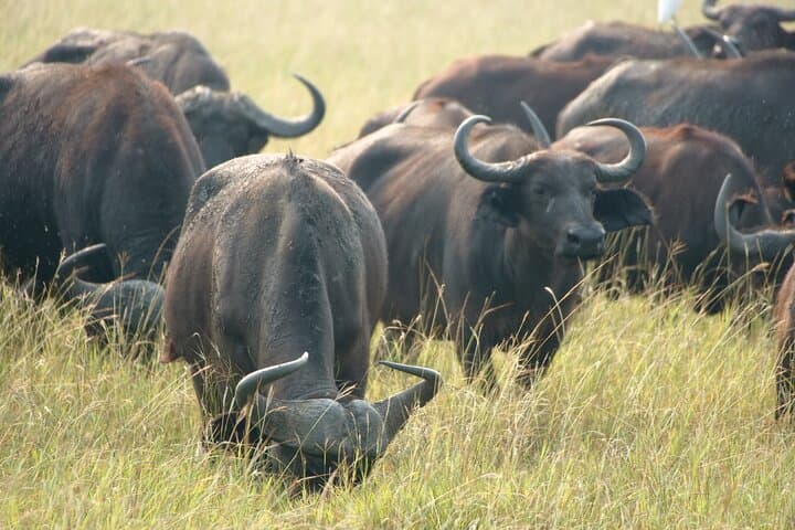 7-Day Uganda Safari: Queen Elizabeth, Kibale Chimp Trek & Murchison Falls Rhino Trekking photo 3