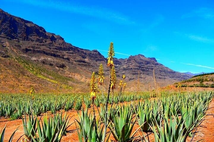 Gran Canaria Day Tour: Arucas, Teror & Aloe Vera Farm Highlights photo 6