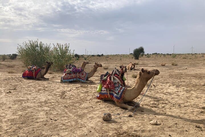 3-Day Wild Thar Desert Safari from Jaisalmer — Camels, Kuldhara & Star Camps photo 3