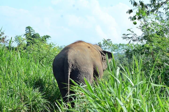 Chiang Mai Combo: Sticky Waterfall Climb & Ethical Elephant Sanctuary Day Tour photo 2