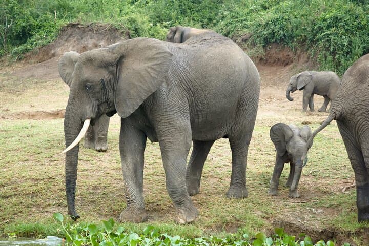 7-Day Uganda Safari: Queen Elizabeth, Kibale Chimp Trek & Murchison Falls Rhino Trekking photo 6