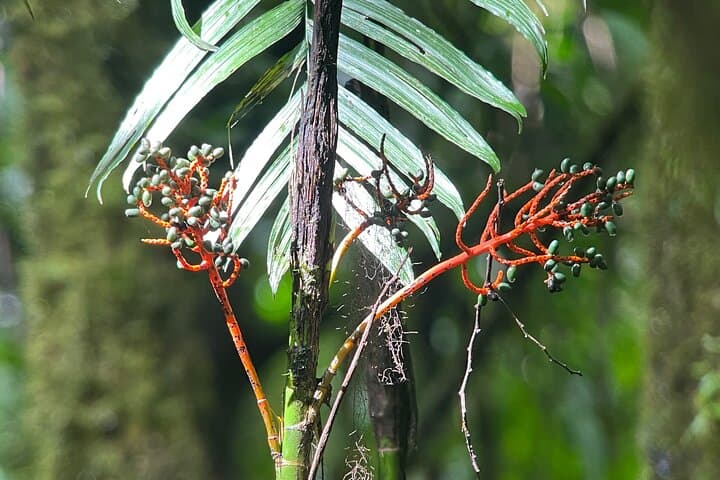 Private Manuel Antonio National Park Guided Wildlife Tour from Quepos photo 2