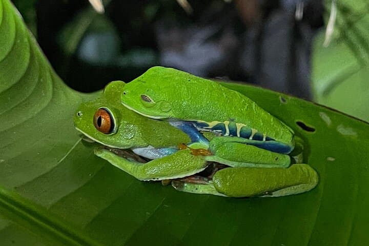 Private Manuel Antonio National Park Guided Wildlife Tour from Quepos photo 3
