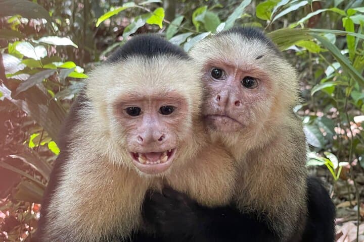 Private Manuel Antonio National Park Guided Wildlife Tour from Quepos photo 4
