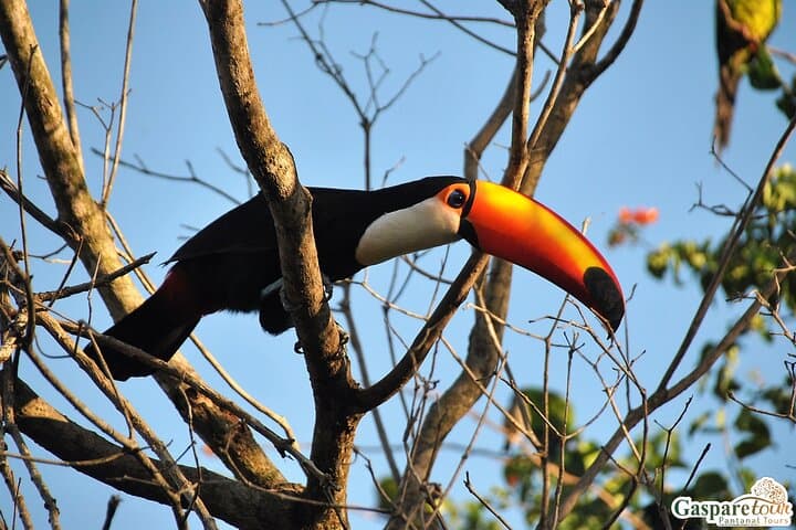 Pantanal 2-Day Eco Tour from Cuiabá: Wildlife Safaris on the Transpantaneira