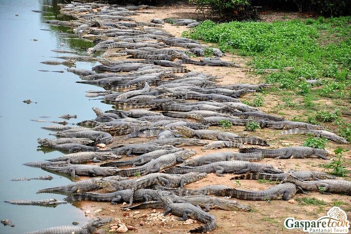 Pantanal 2-Day Eco Tour from Cuiabá: Wildlife Safaris on the Transpantaneira photo 2