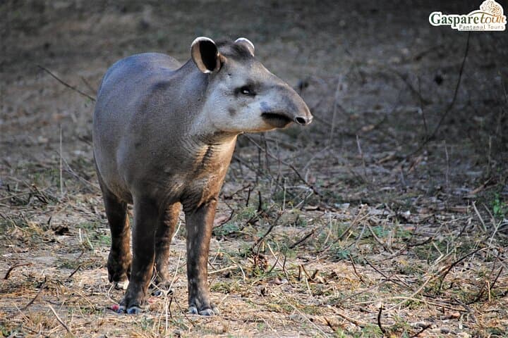 Pantanal 2-Day Eco Tour from Cuiabá: Wildlife Safaris on the Transpantaneira photo 3