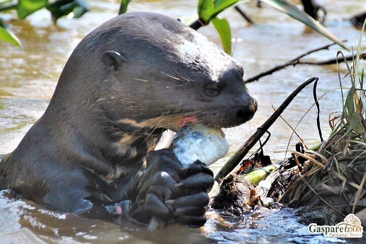 Pantanal 2-Day Eco Tour from Cuiabá: Wildlife Safaris on the Transpantaneira photo 4