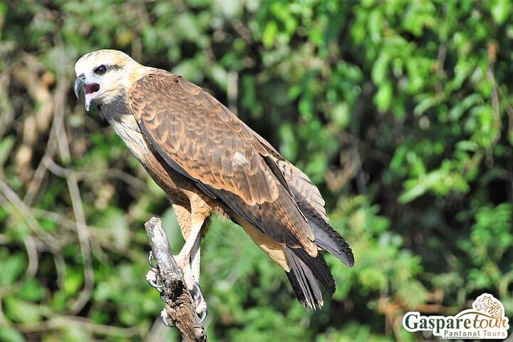 Pantanal 2-Day Eco Tour from Cuiabá: Wildlife Safaris on the Transpantaneira photo 5