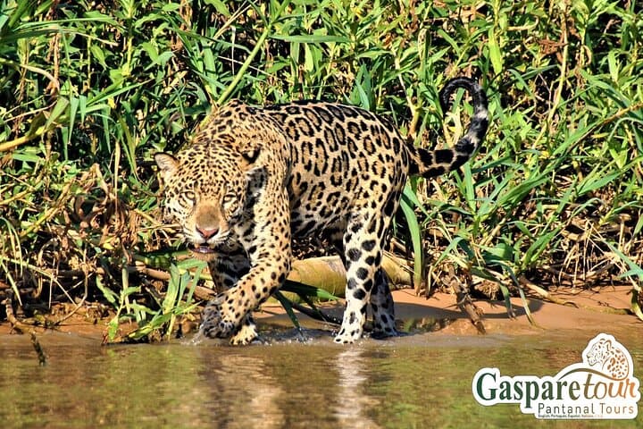 Pantanal 2-Day Eco Tour from Cuiabá: Wildlife Safaris on the Transpantaneira photo 6