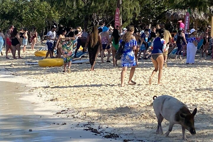 Private Beach Day Snorkeling & Swimming Pigs on Rose Island, Bahamas photo 1
