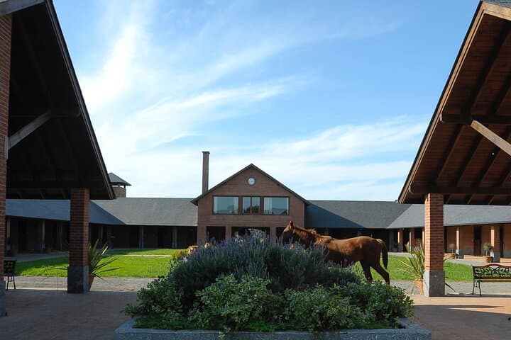 Horses, Asado & Open Fields: A Day at Haras Chenaut Thoroughbred Farm near Buenos Aires