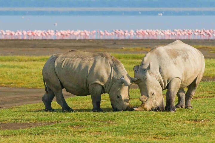 4-Day Maasai Mara and Lake Nakuru Big Five Safari — Private 4x4 Game Drives