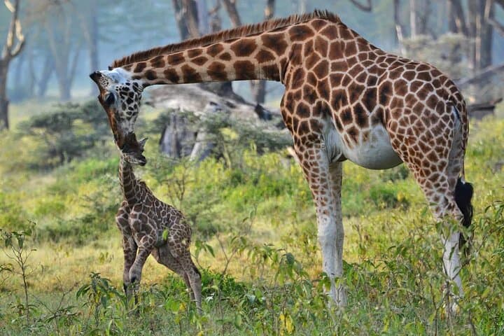 4-Day Maasai Mara and Lake Nakuru Big Five Safari — Private 4x4 Game Drives photo 3