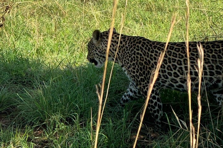 3-Day Murchison Falls Safari & Rhino Tracking — Uganda Wildlife Adventure photo 2
