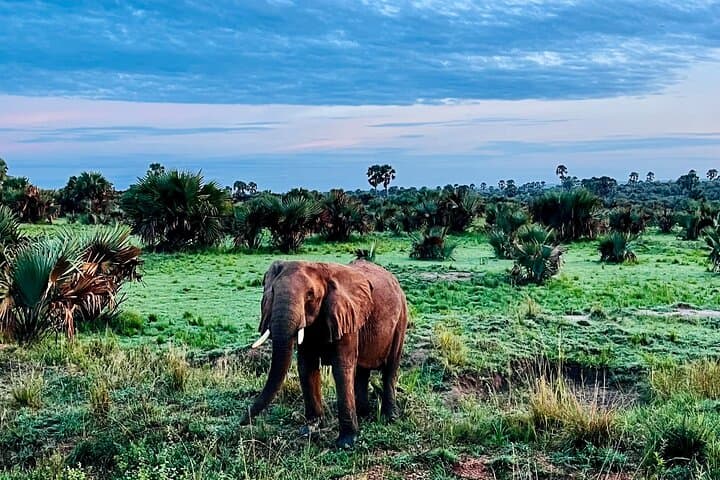 3-Day Murchison Falls Safari & Rhino Tracking — Uganda Wildlife Adventure photo 6