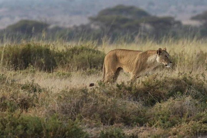 Inside Nairobi National Park: A Wild Safari Just Minutes from the City photo 3