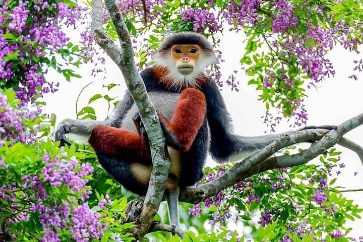 Half-Day Son Tra Peninsula Tour: Monkey Mountain, Radar Station & Linh Ung Pagoda photo 3
