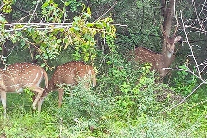 Private Udawalawe Safari: Full-Day Elephant & Wildlife Viewing in Sri Lanka photo 2