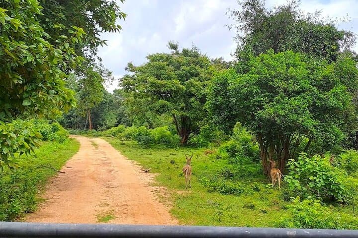 Private Udawalawe Safari: Full-Day Elephant & Wildlife Viewing in Sri Lanka photo 4