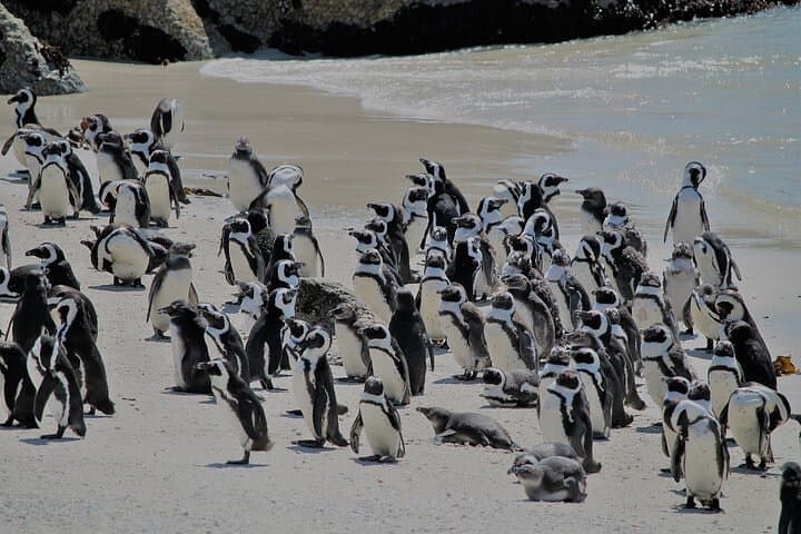 Half-Day Cape Peninsula Tour: Penguins, Chapman's Peak & Cape Point photo 2