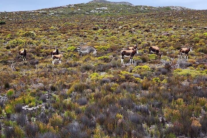 Half-Day Cape Peninsula Tour: Penguins, Chapman's Peak & Cape Point photo 3