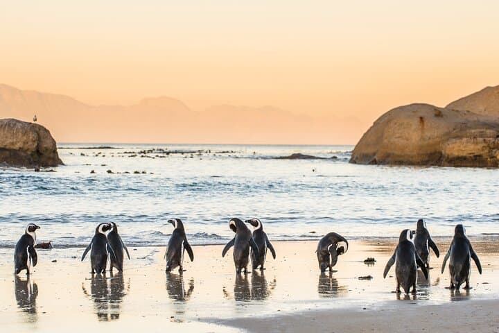 Half-Day Cape Peninsula Tour: Penguins, Chapman's Peak & Cape Point photo 6